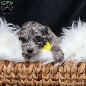 Ringo, Cavapoo Puppy